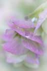 USA, Washington State, Seabeck. Raindrops on ornamental oregano petals. Art Print